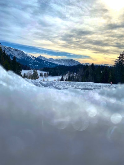 白天雪地上的绿树